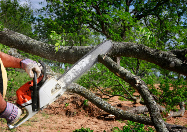 Best Tree Trimming and Pruning  in Germantown, MD